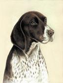 German Shorthaired Pointer